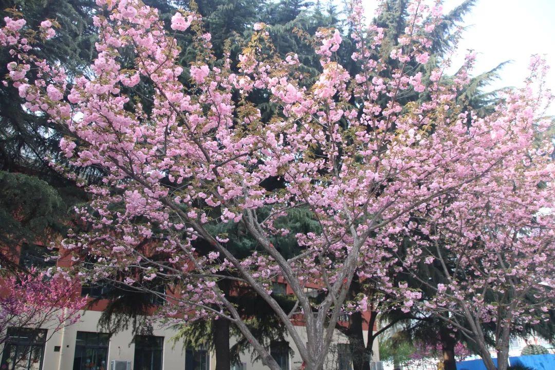 有才你就来！304am永利集团官网都会森林学校宣布“人才召集令”