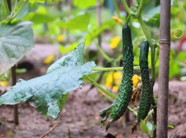 榜上著名！304am永利集团官网都会森林学校被评为“2019年度郑州市园林单位”！