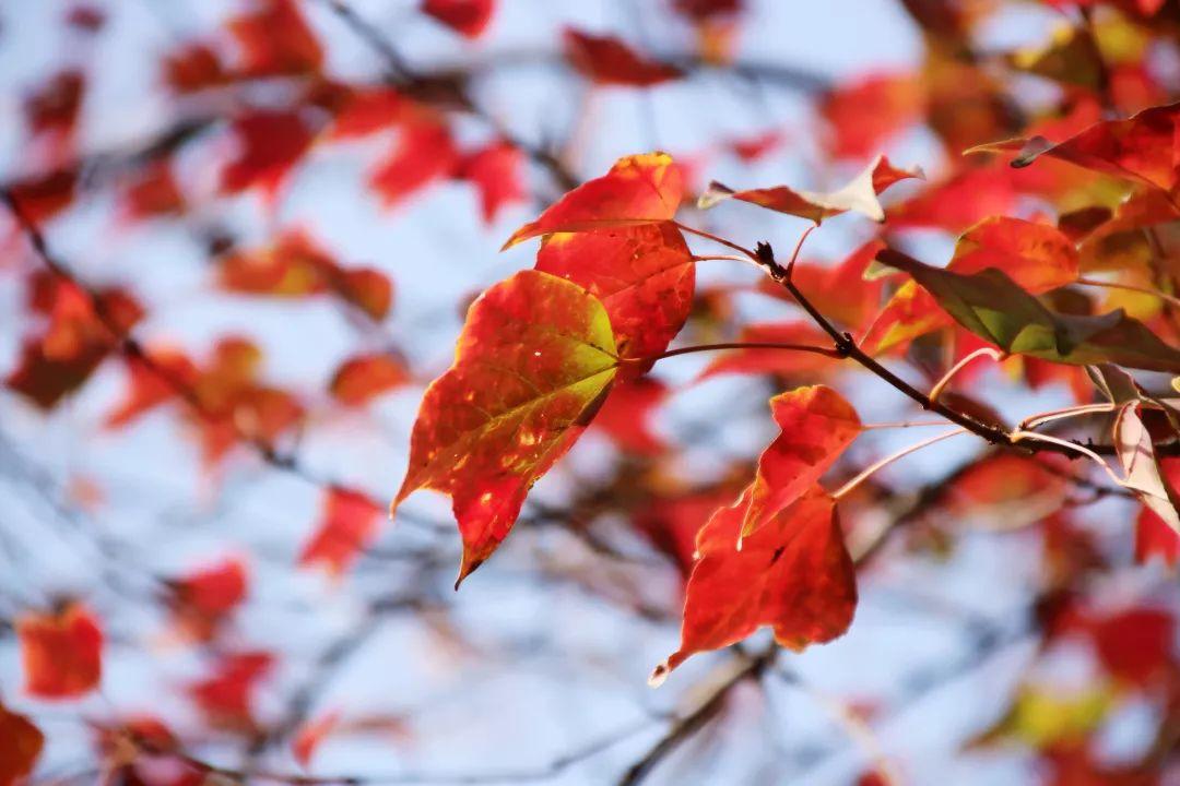 榜上著名！304am永利集团官网都会森林学校被评为“2019年度郑州市园林单位”！