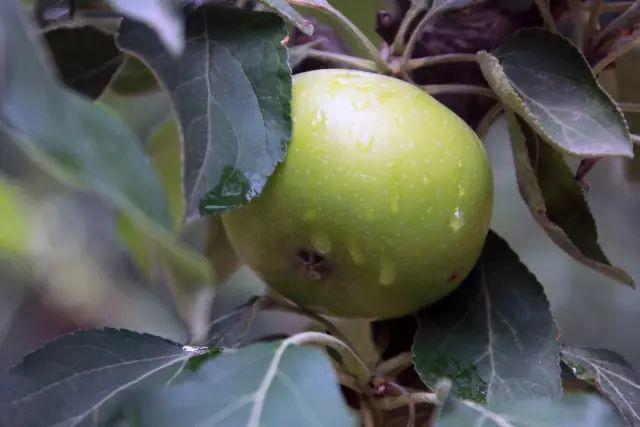 榜上著名！304am永利集团官网都会森林学校被评为“2019年度郑州市园林单位”！