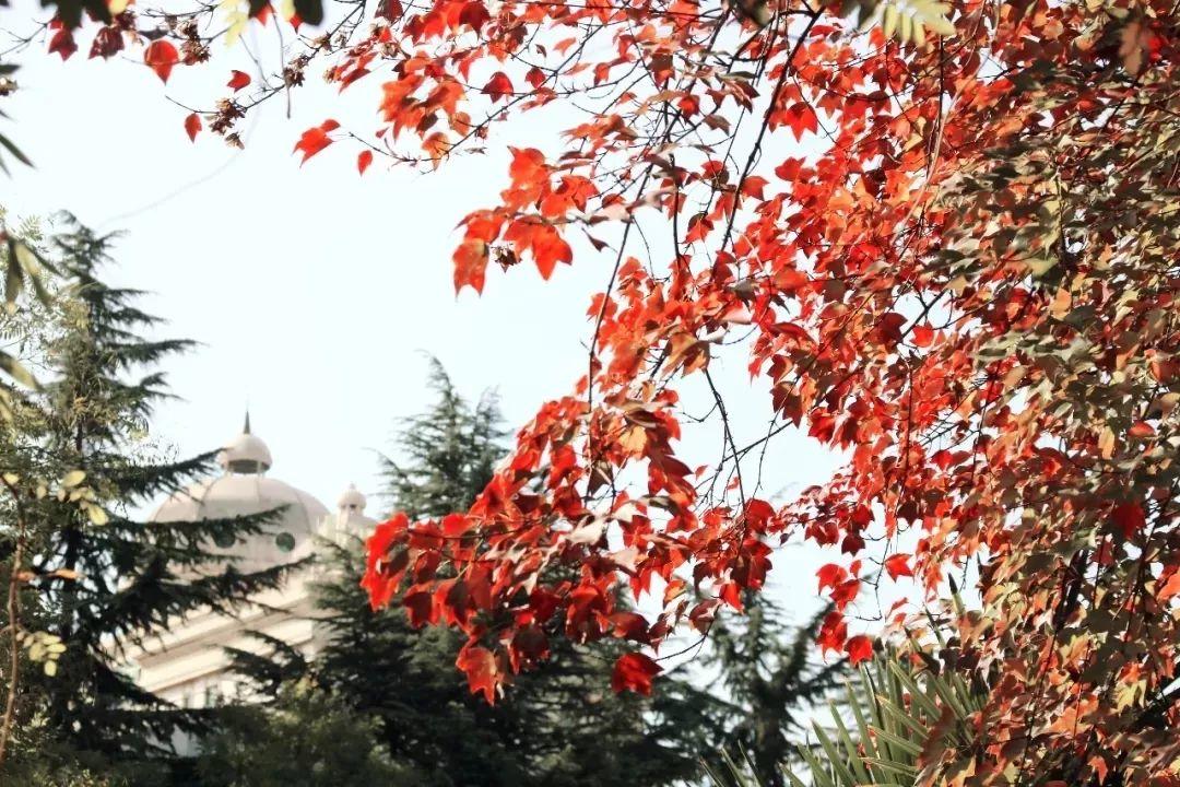 榜上著名！304am永利集团官网都会森林学校被评为“2019年度郑州市园林单位”！