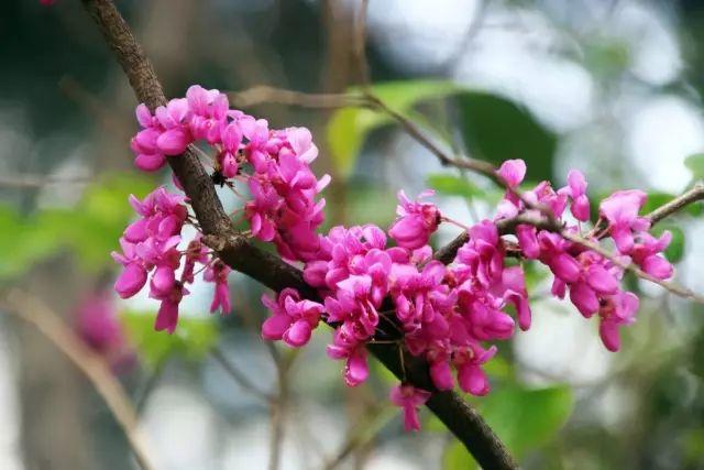 榜上著名！304am永利集团官网都会森林学校被评为“2019年度郑州市园林单位”！