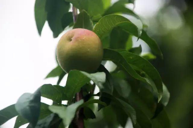 榜上著名！304am永利集团官网都会森林学校被评为“2019年度郑州市园林单位”！