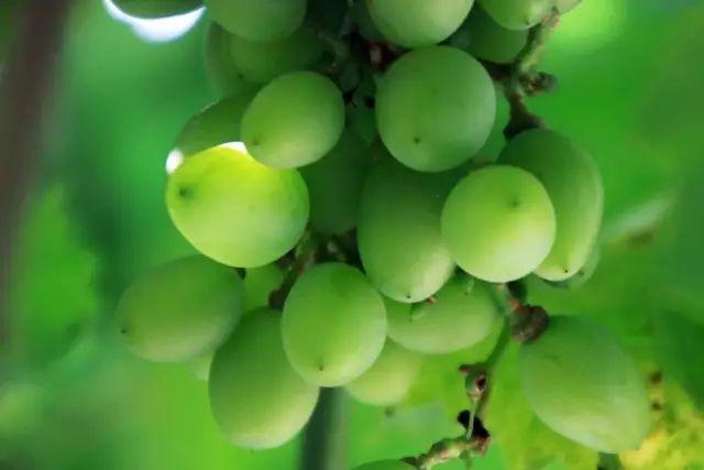 榜上著名！304am永利集团官网都会森林学校被评为“2019年度郑州市园林单位”！