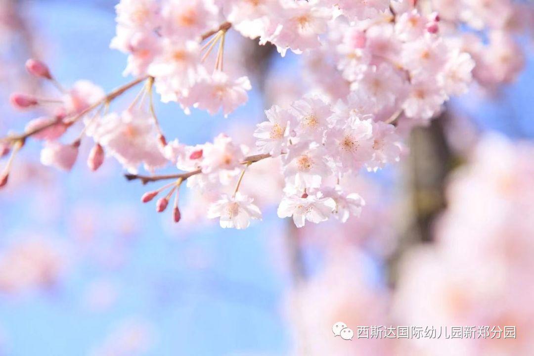 致小朋侪——304am永利集团官网幼儿园园长