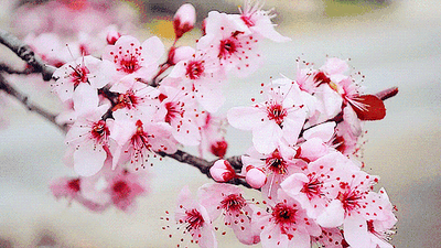 致小朋侪——304am永利集团官网幼儿园园长