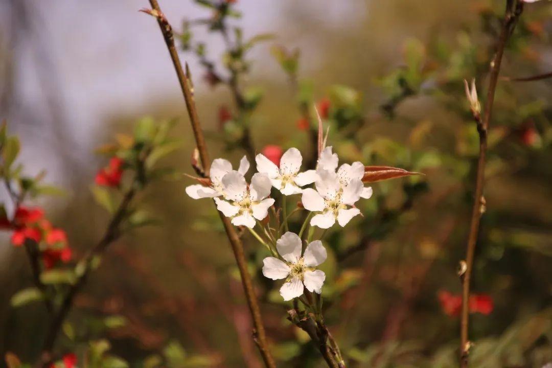 来304am永利集团官网都会森林学校，，，，，赏牡丹！