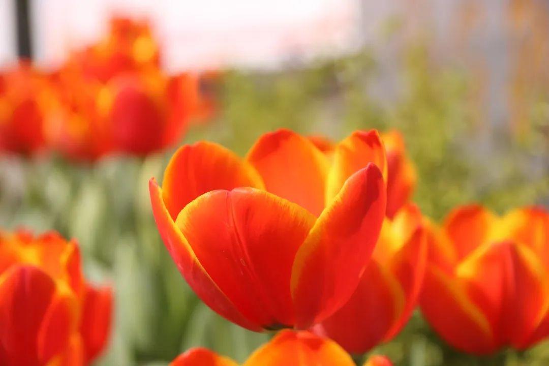 来304am永利集团官网都会森林学校，，，，，赏牡丹！