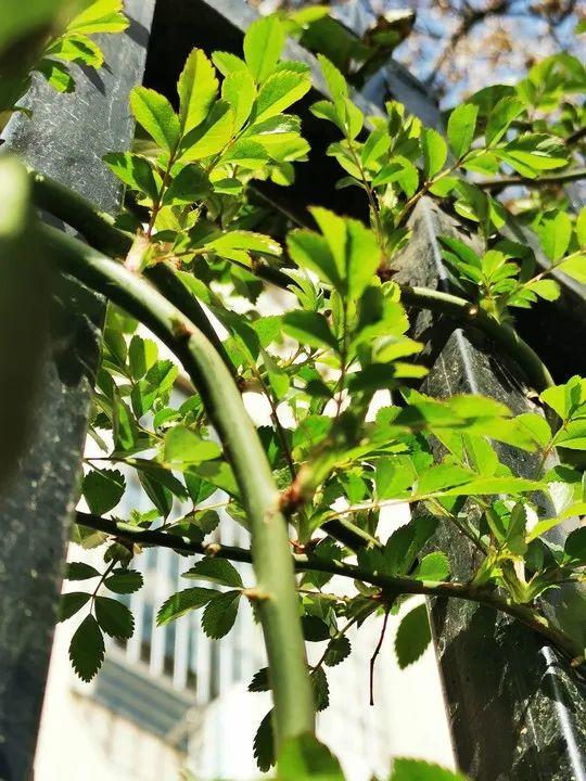 云赏花丨春天里的校园，，，，，和影象中一样美