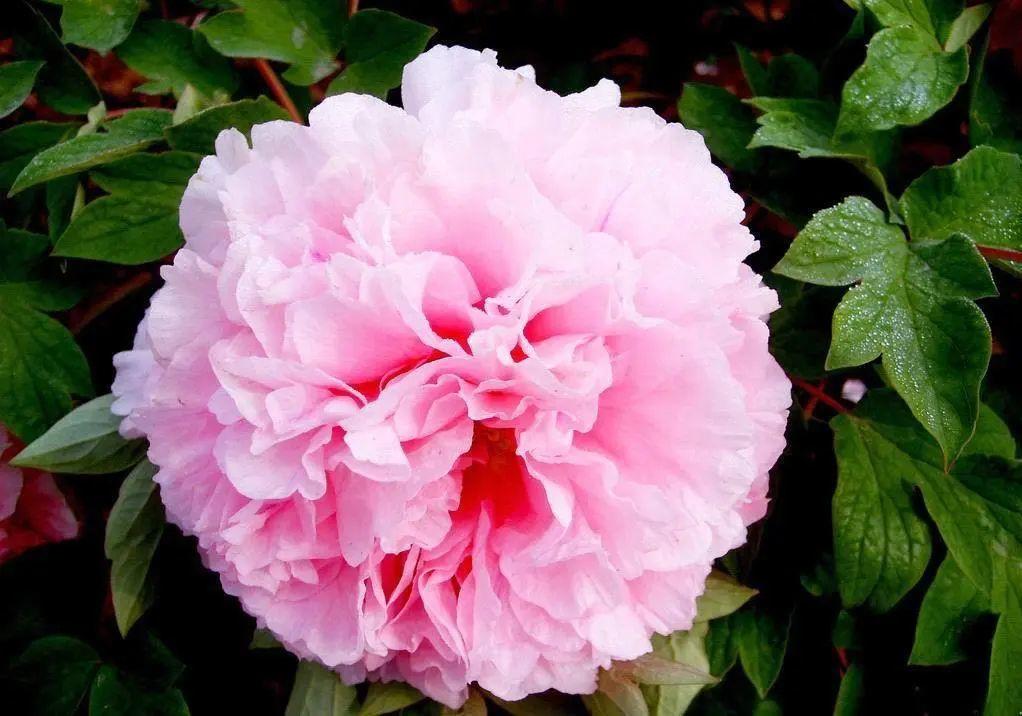 来304am永利集团官网都会森林学校，，，，，赏牡丹！