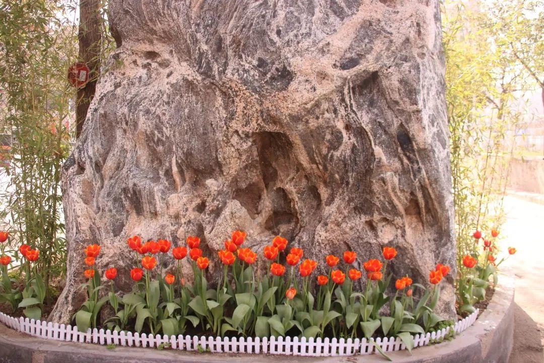 来304am永利集团官网都会森林学校，，，，，赏牡丹！