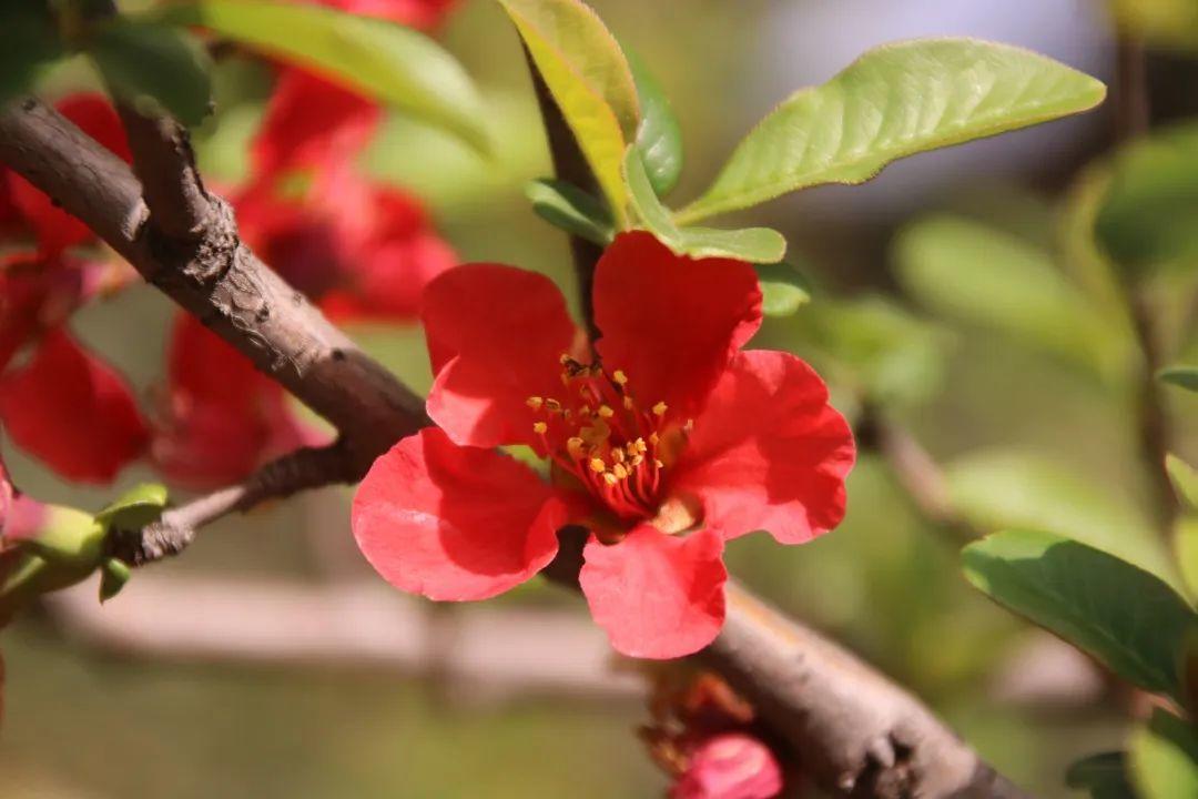 来304am永利集团官网都会森林学校，，，，，赏牡丹！