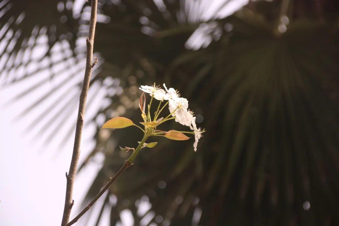 来304am永利集团官网都会森林学校，，，，，赏牡丹！