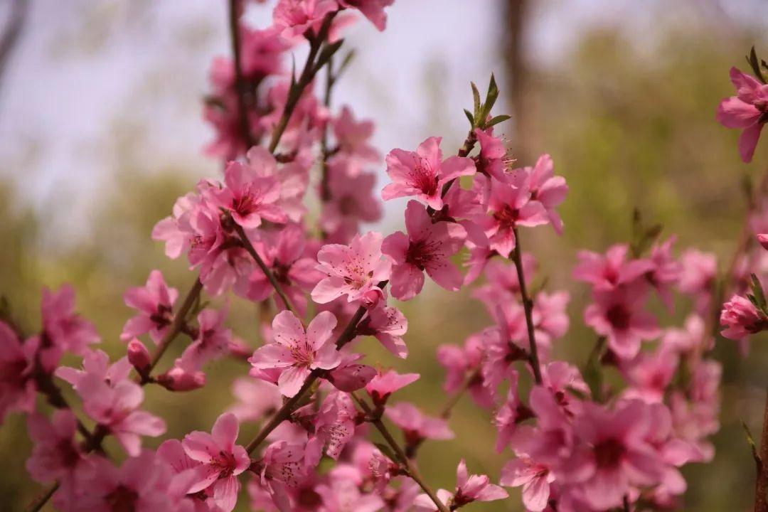 来304am永利集团官网都会森林学校，，，，，赏牡丹！