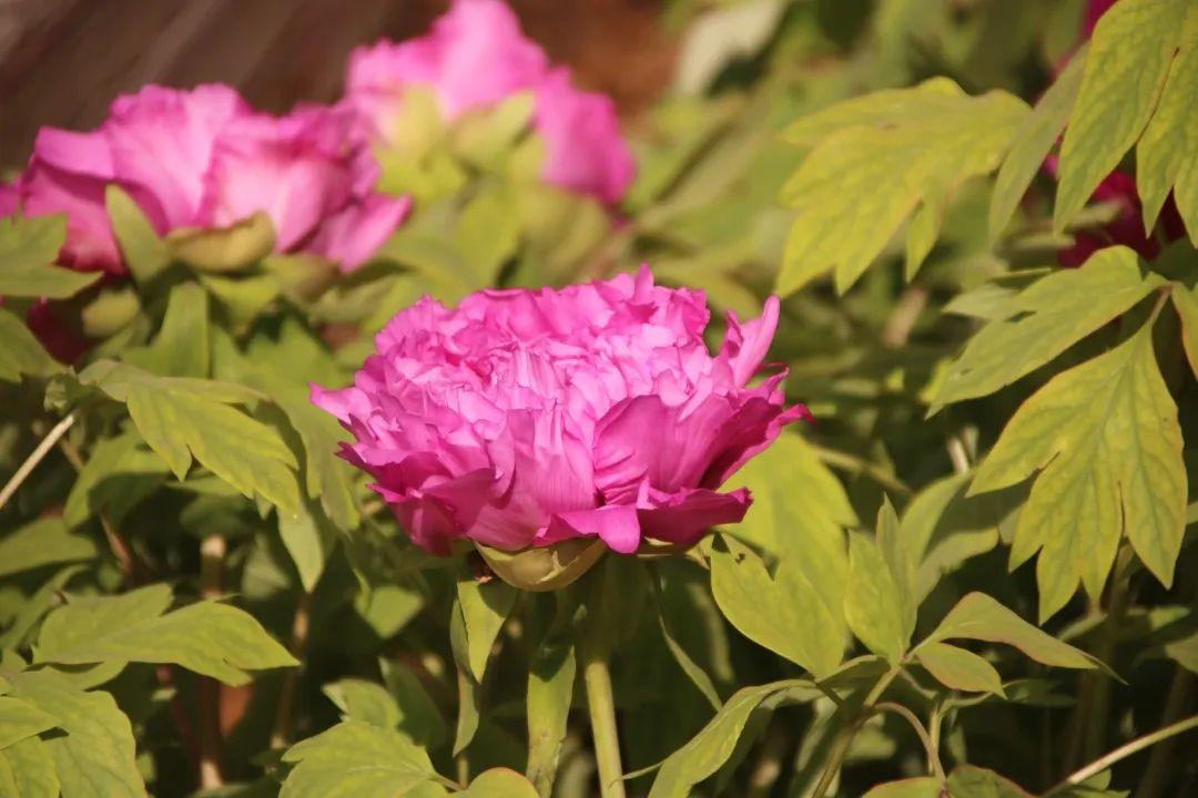 来304am永利集团官网都会森林学校，，，，，赏牡丹！