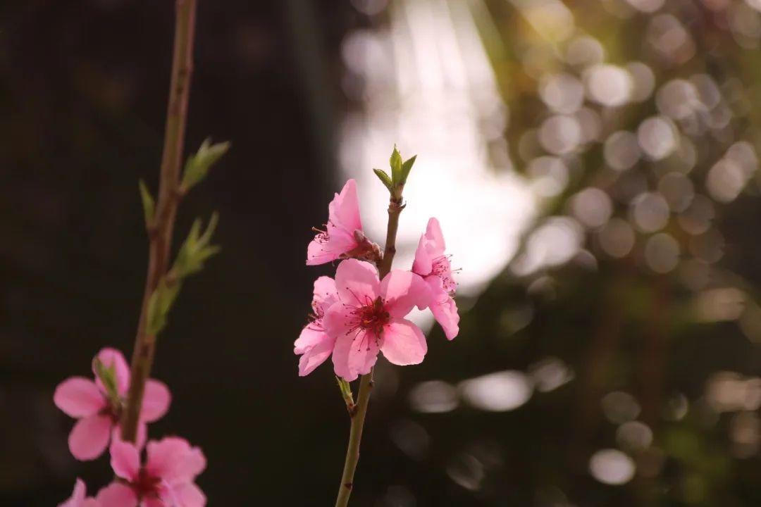 来304am永利集团官网都会森林学校，，，，，赏牡丹！