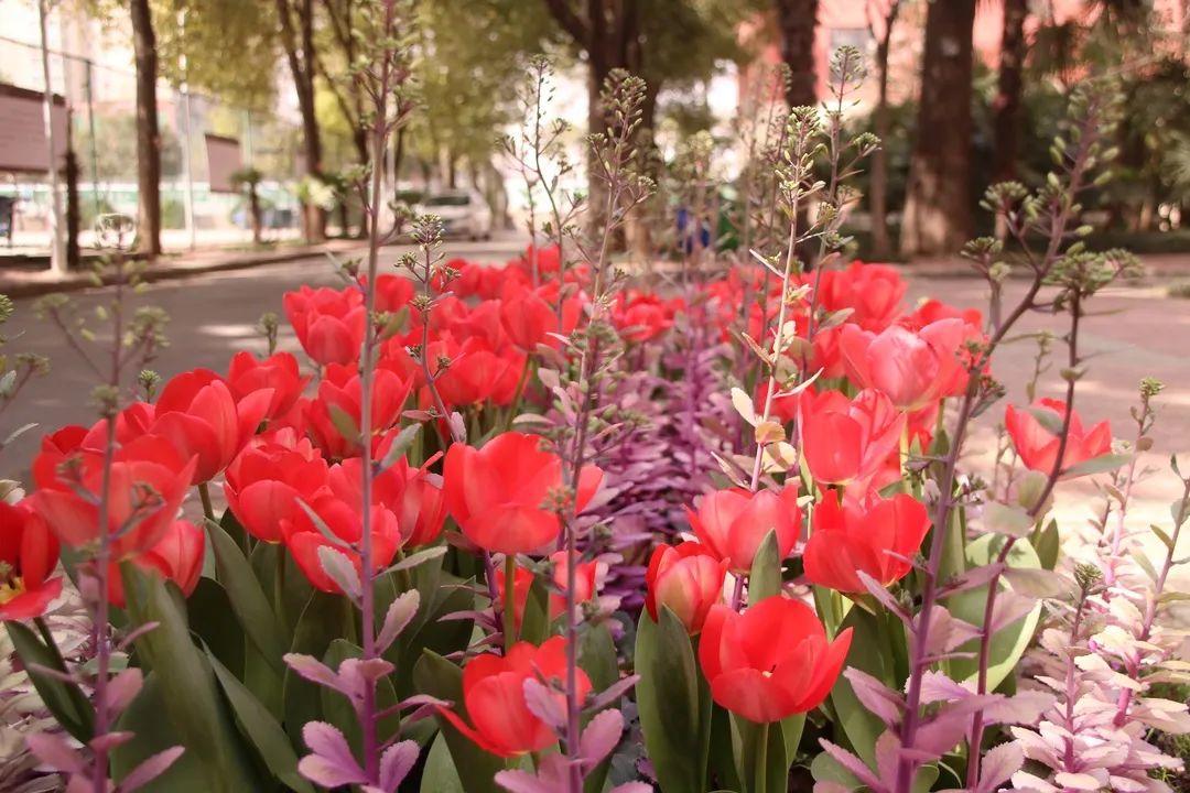 来304am永利集团官网都会森林学校，，，，，赏牡丹！