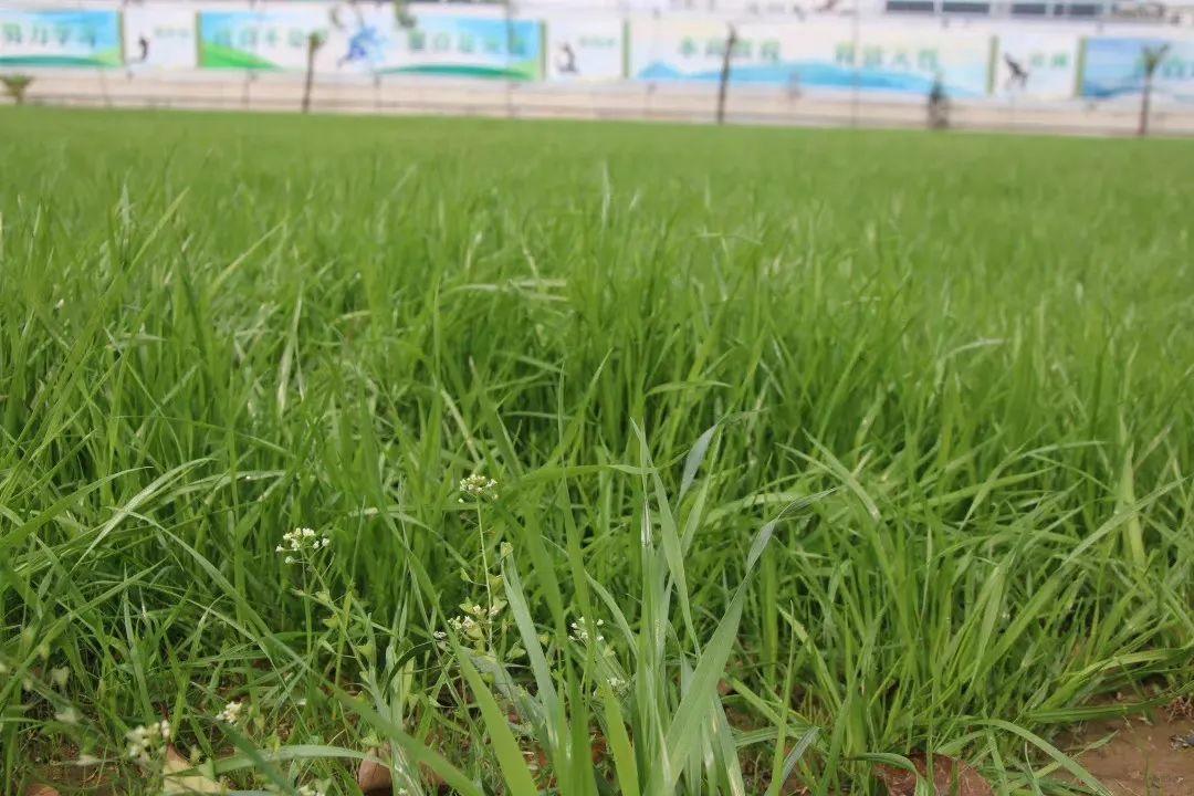 云赏花丨春天里的校园，，，，，和影象中一样美