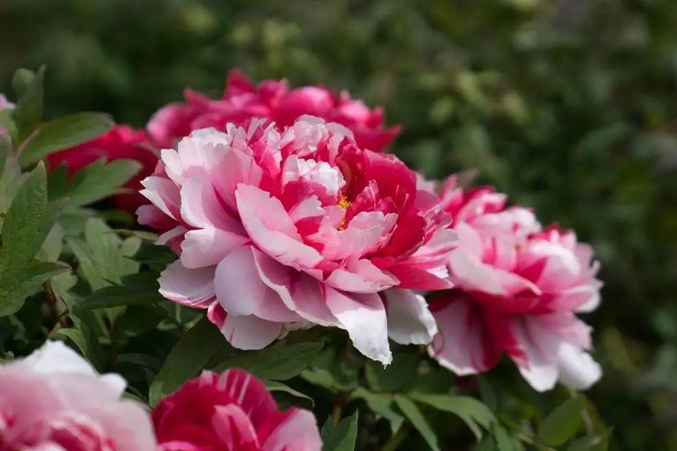 来304am永利集团官网都会森林学校，，，，，赏牡丹！