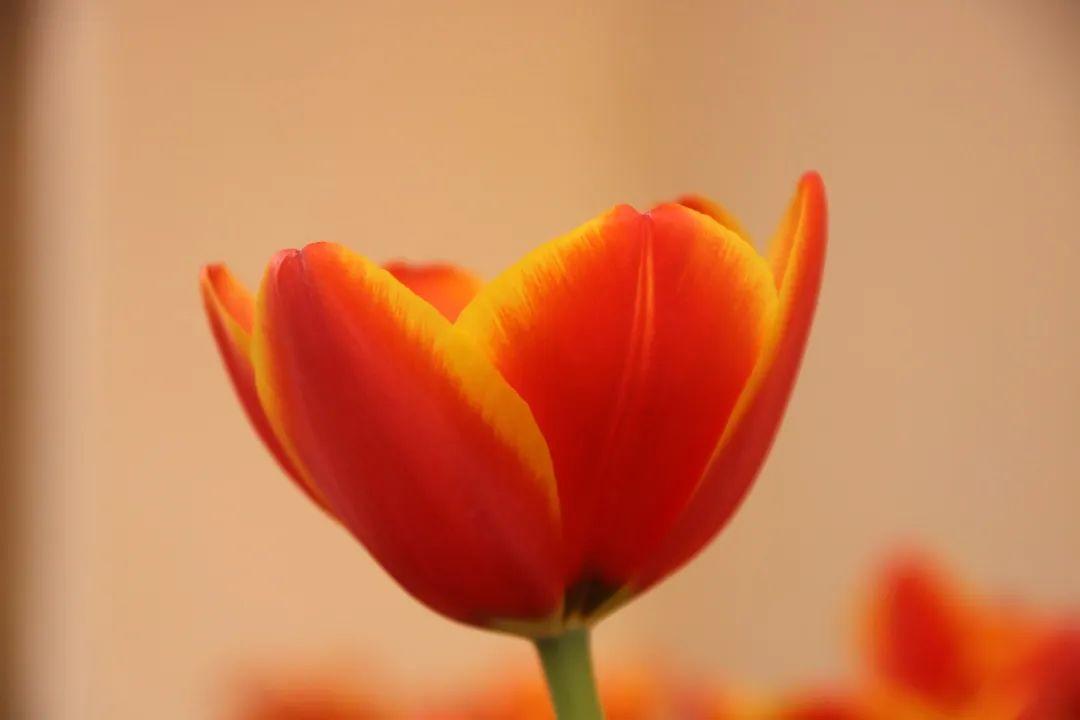 来304am永利集团官网都会森林学校，，，，，赏牡丹！