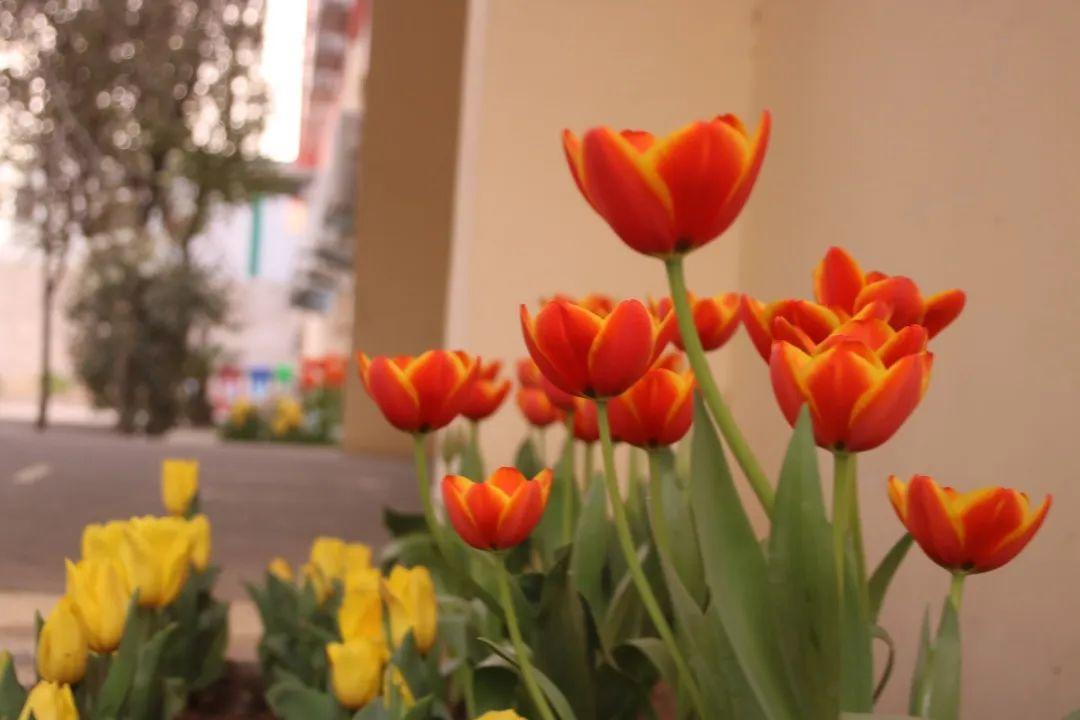 来304am永利集团官网都会森林学校，，，，，赏牡丹！