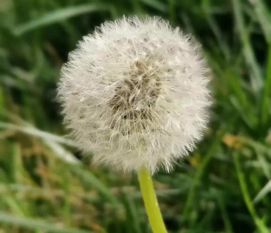 云赏花丨春天里的校园，，，，，和影象中一样美