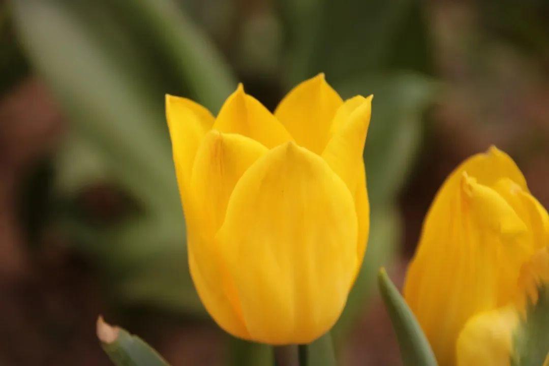 来304am永利集团官网都会森林学校，，，，，赏牡丹！